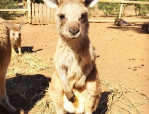 Kangaroo